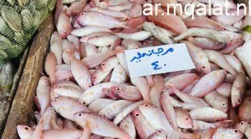 تقلبات أسعار الأسماك في أسواق كفر الشيخ اليوم الأربعاء 4 مارس